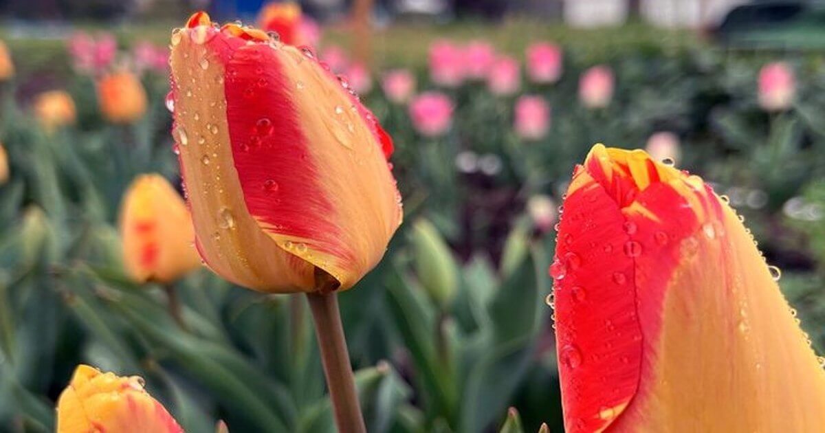 TuliPark, a Roma torna il parco di tulipani da raccogliere e ammirare