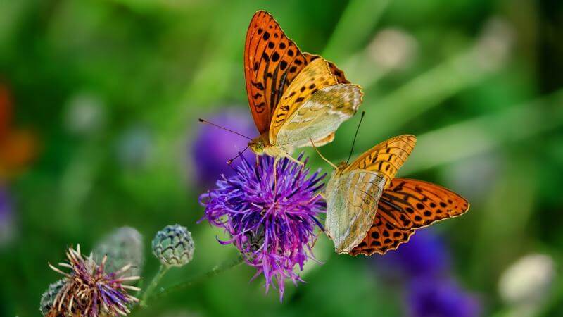 Riapre la casa delle farfalle all'Appia Joy Park, tutte le info