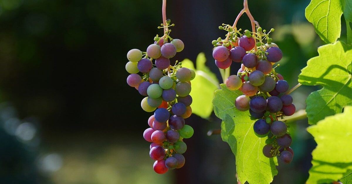 Il Vino nell'Antica Roma: il sapore, il tipo di lavorazione e di conservazione