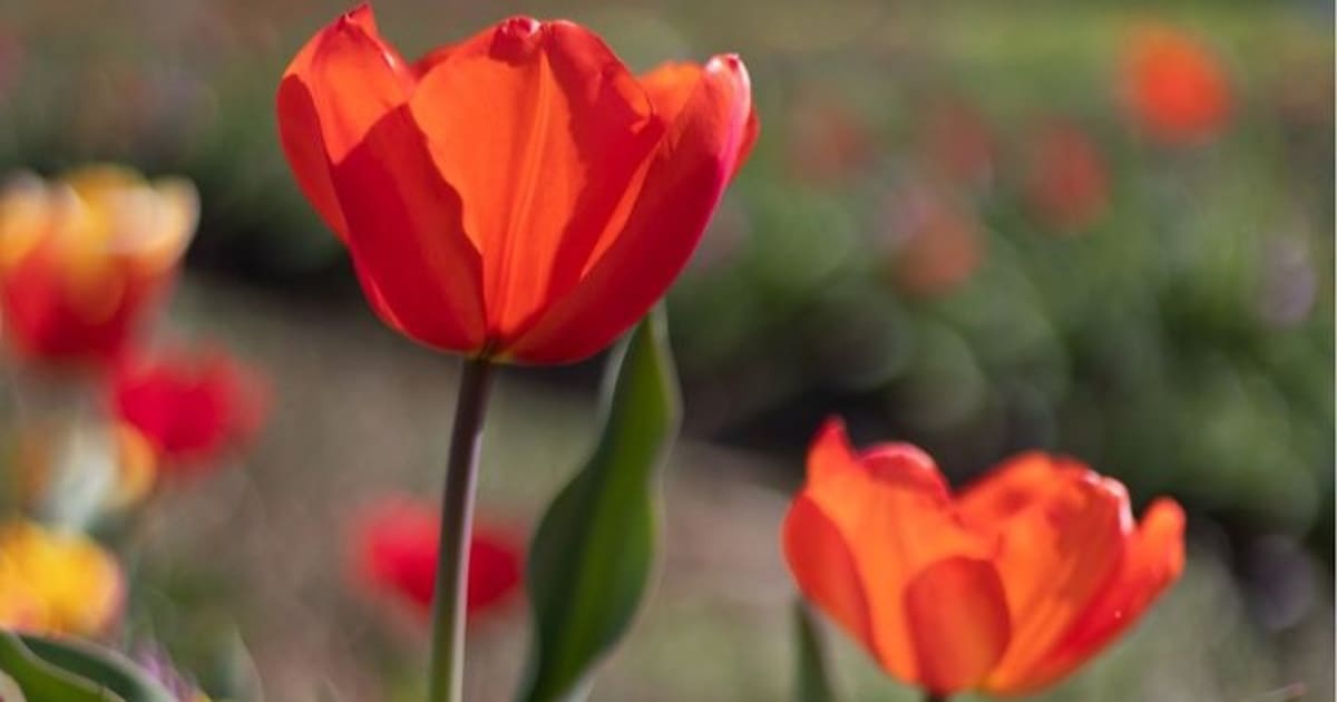 Riapre a Roma il Tulipark dove poter ammirare oltre un milione di tulipani